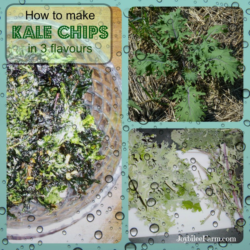 Kale chips in 3 flavours