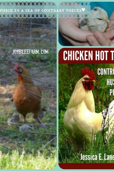 Review: Chicken Hot Topics -- Joybilee Farm