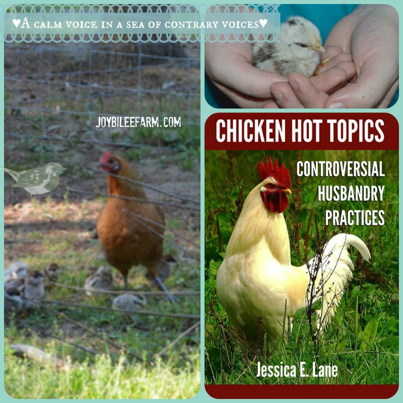 Review: Chicken Hot Topics -- Joybilee Farm