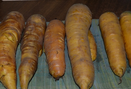 carrots amarillo