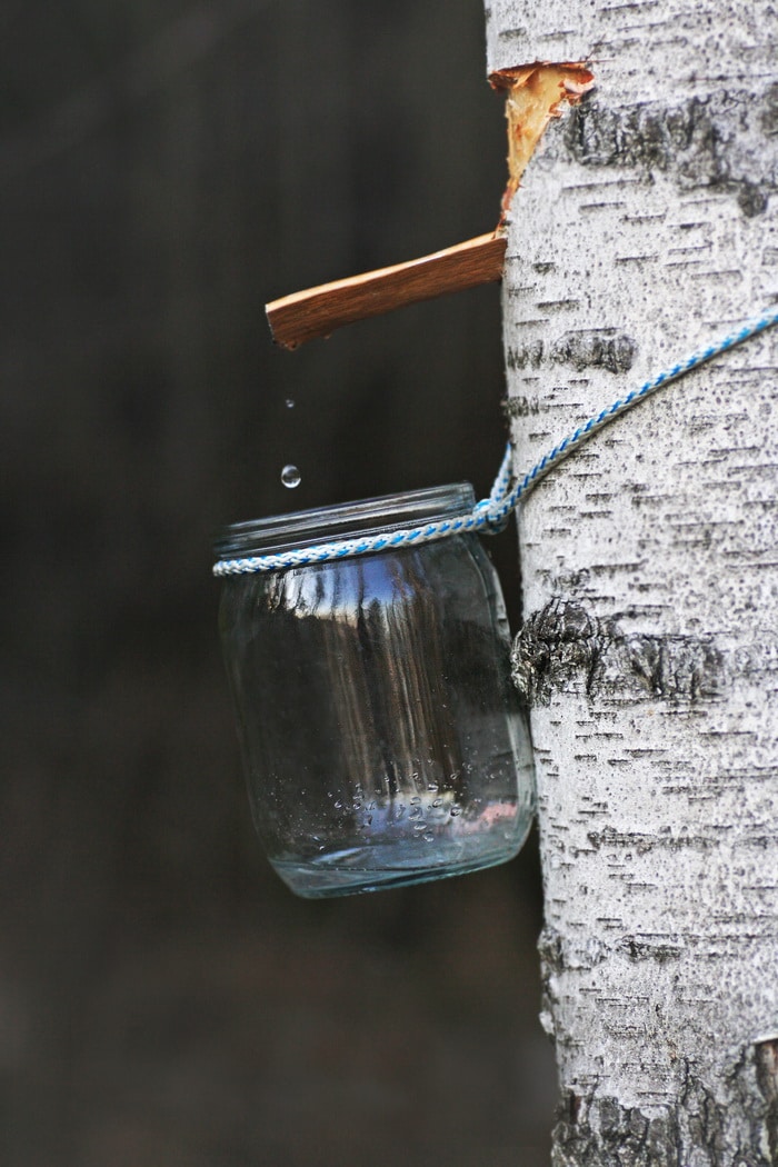 Tapping Birch Trees for Syrup in Spring