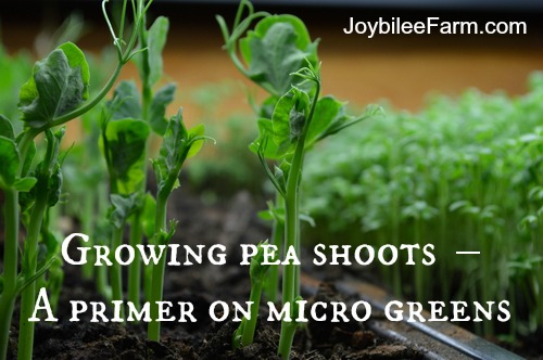 Growing pea shoots indoors in winter – A primer on micro greens -- Joybilee Farm