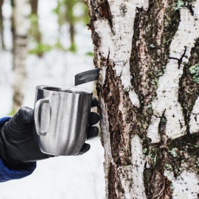 How to Make Birch Syrup, Even if You Have No Maple Trees