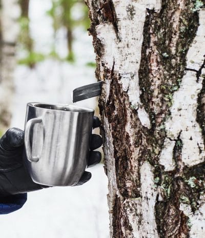 Gathering birch syrup in early spring with the snow still on the ground.