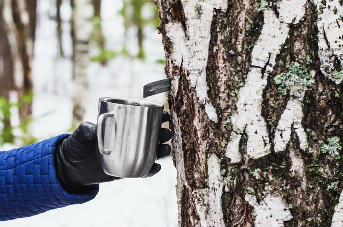 Gathering birch syrup in early spring with the snow still on the ground.