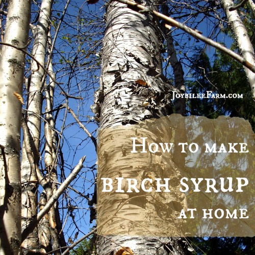 How to make birch syrup at home -- Joybilee Farm