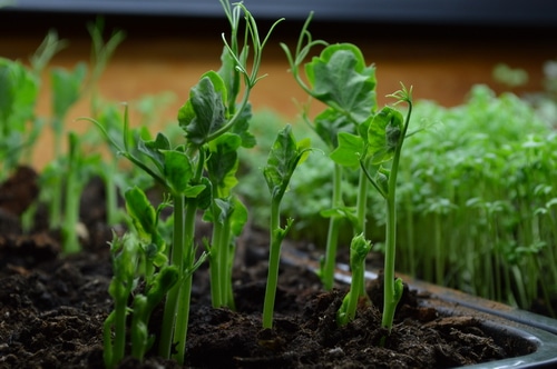 growing pea shoot and micro greens
