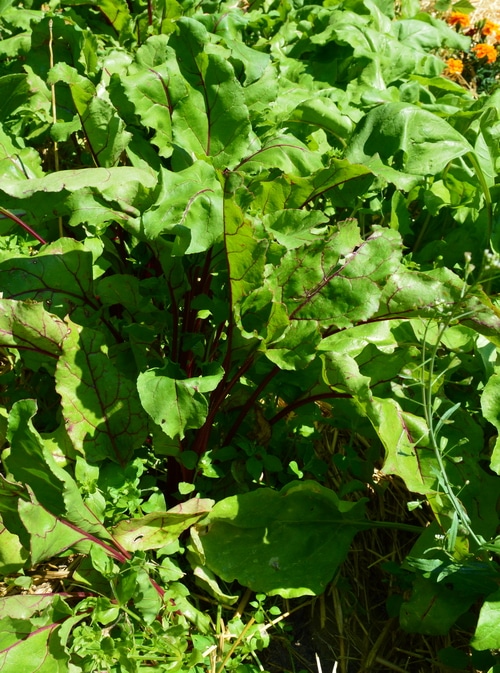 beets growing surrounded by other plants