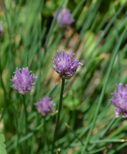 a tight focus on the light purple chive flowers