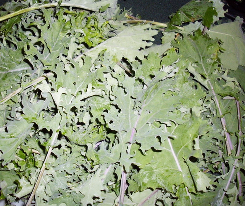a pile of red russian kale leaves