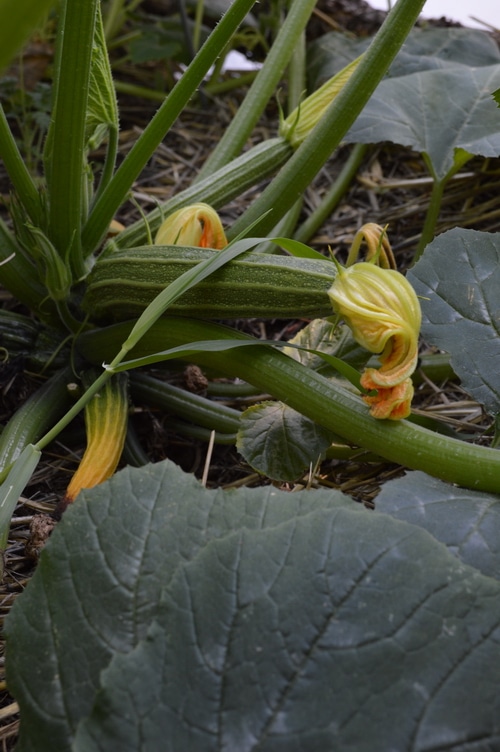 young zucchini still on the plant