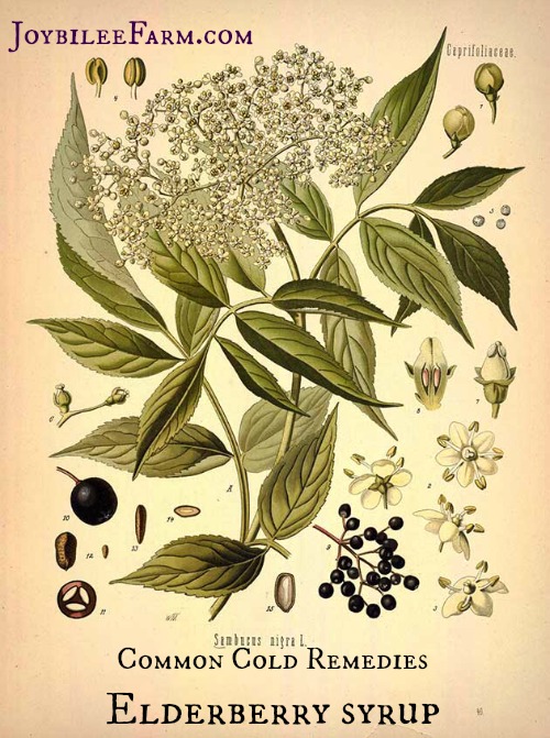 Remedies for the Common Cold -- Elderberry Syrup -- Joybilee Farm