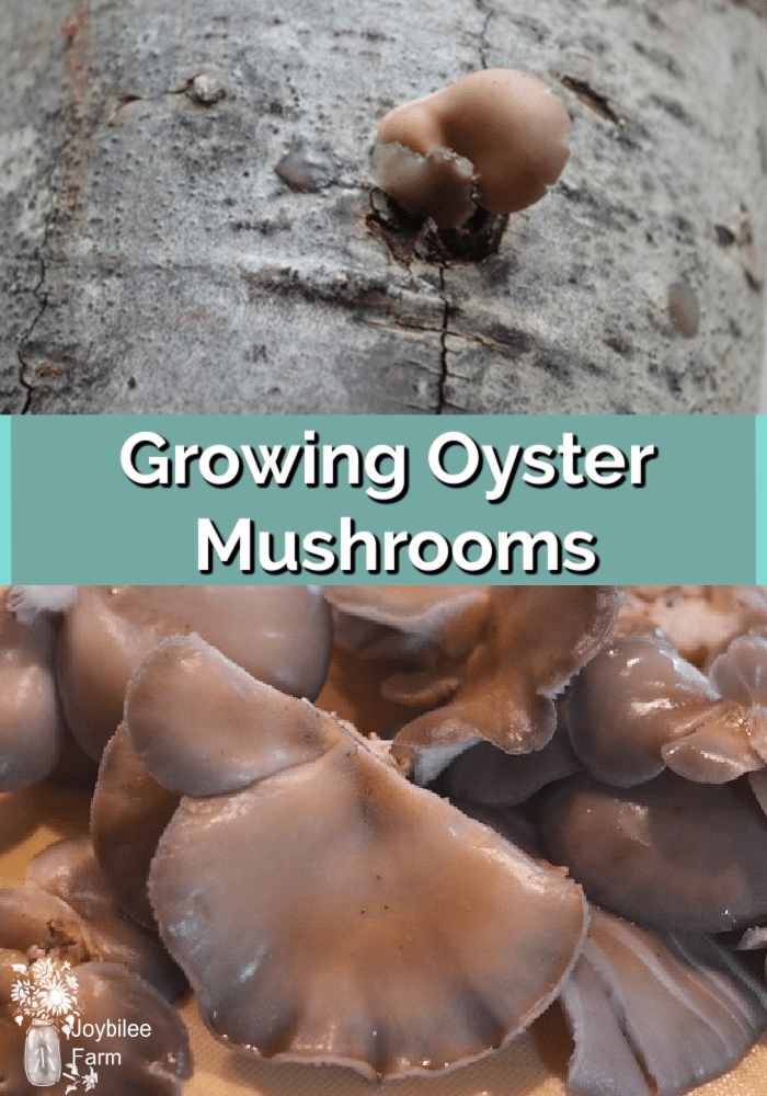 Growing Oyster Mushrooms On Your Homestead Joybilee Farm 8234