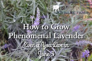 How to Grow Phenomenal Lavender Even if You Live in Zone 3 - Joybilee ...