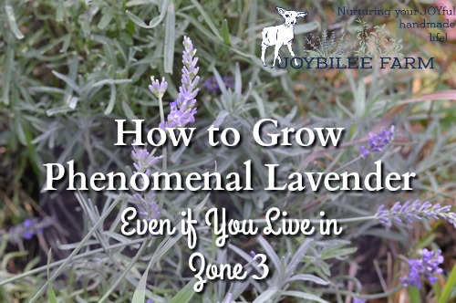 How to grow lavender guide, including which varieties are suitable for harsh winter conditions, with exceptional fragrance and flower production.