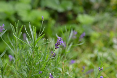 Lavender is one of the trickier perennial herbs to grow. It likes to be dry and warm, in a Mediteranean climate. When you live in one of the hardier growing zones, you need to know a few tricks to get lavender to succeed. But with these tips you'll be able to grow lavender successfully in zones 5 to 3. Give lavender a try in your garden.