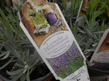 How to grow lavender in zone 3 -- Joybilee Farm