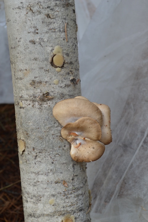 oyster mushroom growing