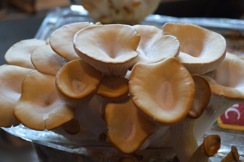 Growing Oyster Mushrooms on your Homestead