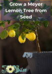 lemon tree in a pot