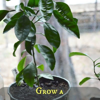 Grow a Meyer Lemon Tree from Seed