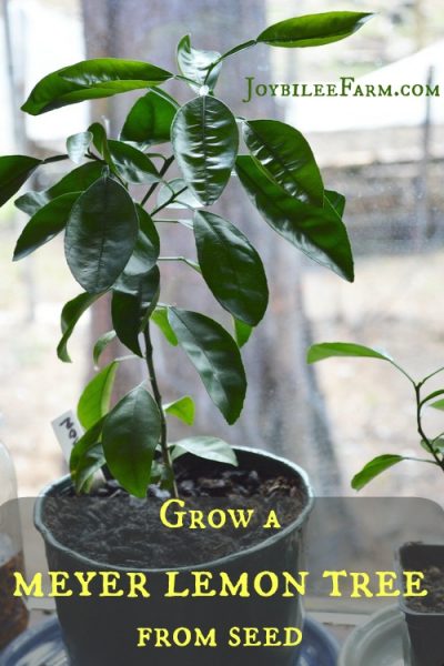 Grow a meyer lemon tree from seed - Joybilee Farm