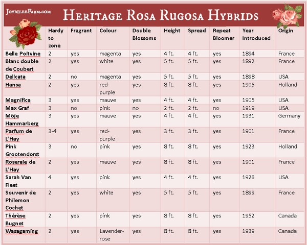 Heritage Rugosa Rose hybrids