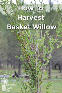 Freshly harvested willow branches