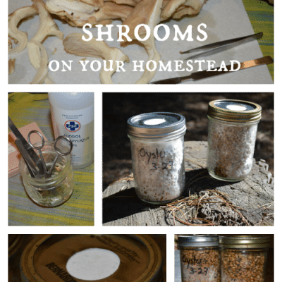 How to grow shrooms on your homestead
