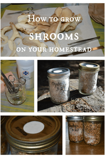 How to grow shrooms -- Joybilee Farm