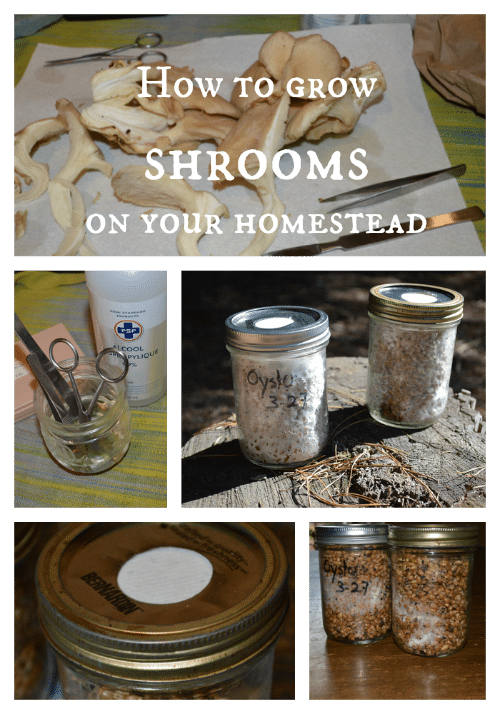 How to grow shrooms -- Joybilee Farm