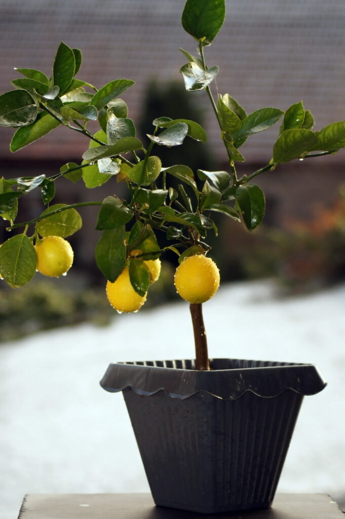 Total Grow Some Lemons  Summer Special Meyer Lemon Tree Seeds 5 