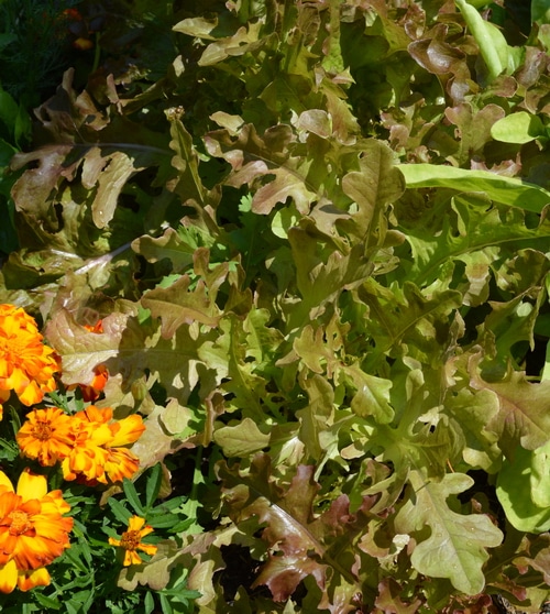 Mesclun for a Raised Bed Garden: How to grow a salad -- Joybilee Farm
