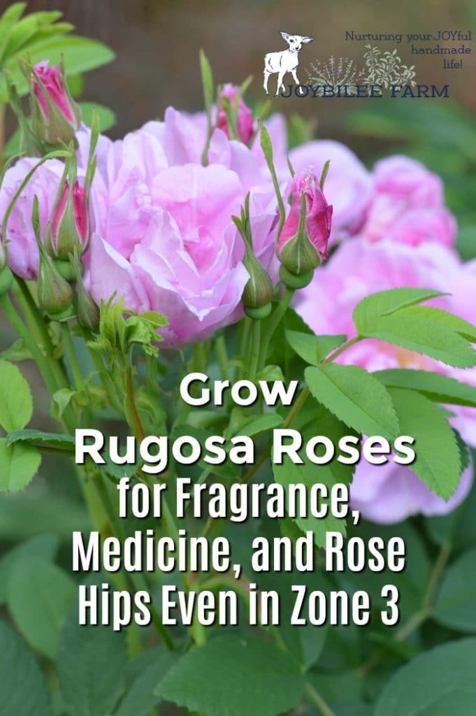 Grow Rosa Rugosa Roses for Fragrance, Beauty, and Hips Even in Zone3