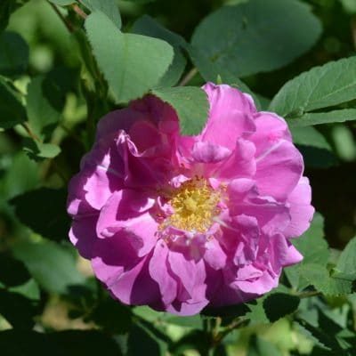 Grow Rosa Rugosa Roses for Fragrance, Medicine, and Rose Hips Even in Zone 3