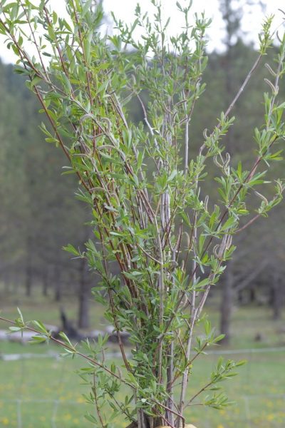 Freshly harvested willow branches