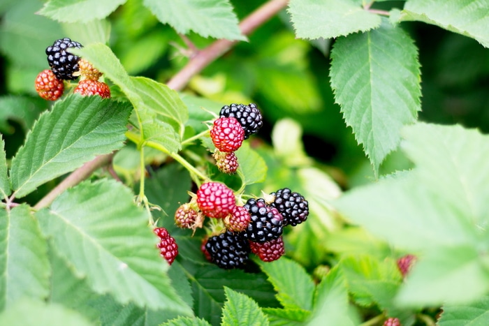 Ripe Blackberries growing