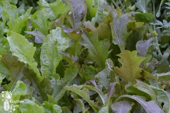 Mesclun – How to Grow a Salad
