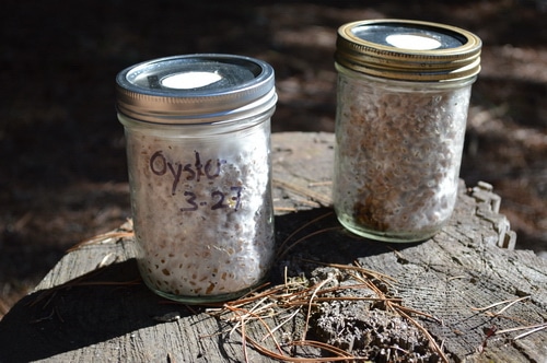 Oyster mushroom mycelium has colonized the rye grain in just 12 days. These jars are ready to expand into other media.