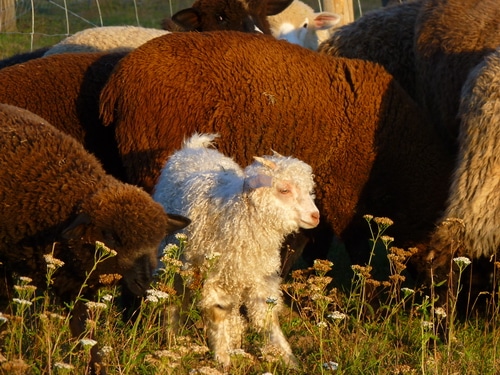 sheep on pasture