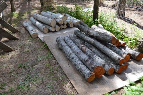 alder and aspen logs being dried for mushroom spawning
