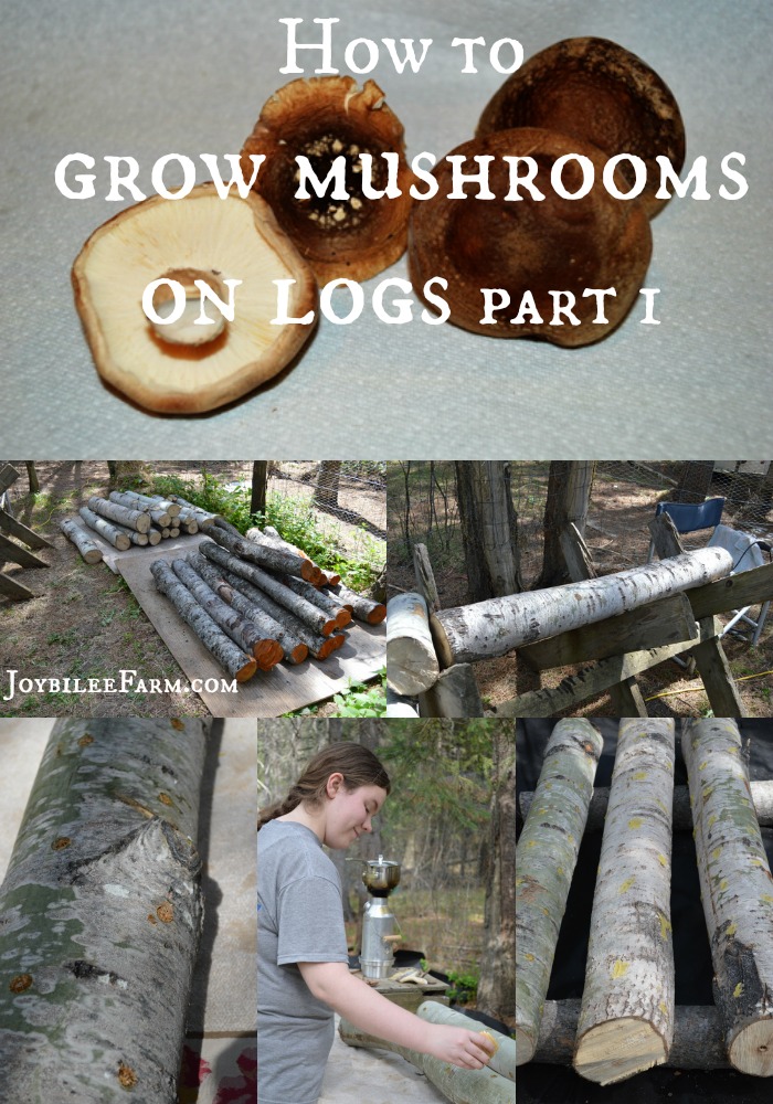 steps of spawning mushroom logs from log, to drilling, to filling and sealing -- How to grow mushrooms on logs – part 1