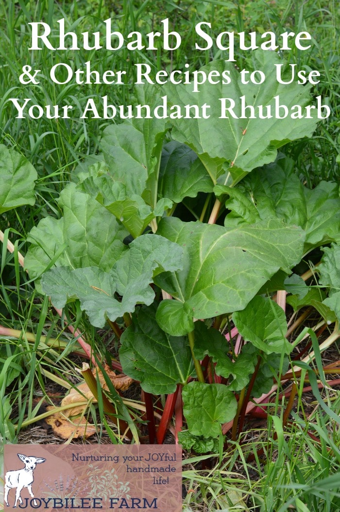 Rhubarb recipes including this classic rhubarb square, to help you enjoy your abundant rhubarb.