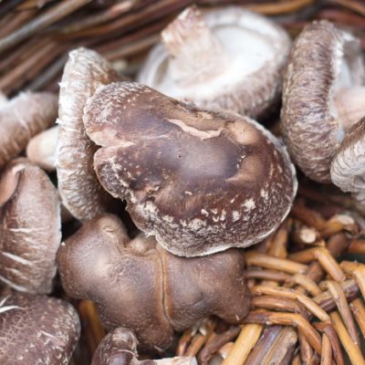 How to Grow Mushrooms on Logs So You Can Have a Perennial Harvest