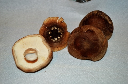 image of shitake mushrooms