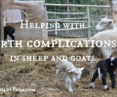 Helping with Birth Complications in Sheep and Goats
