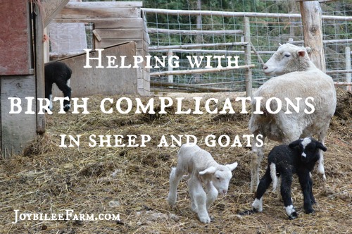 Helping with birth complications in sheep and goats -- Joybilee Farm