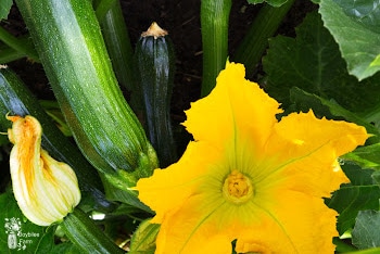 How to Grow Your Own Pumpkin, Zucchini, and Squash Seeds