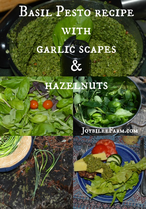Basil Pesto recipe with garlic scapes and hazelnuts