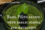 basil pesto recipe with garlic scapes and hazelnuts